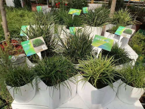 北京426種新優(yōu)植物集中亮相