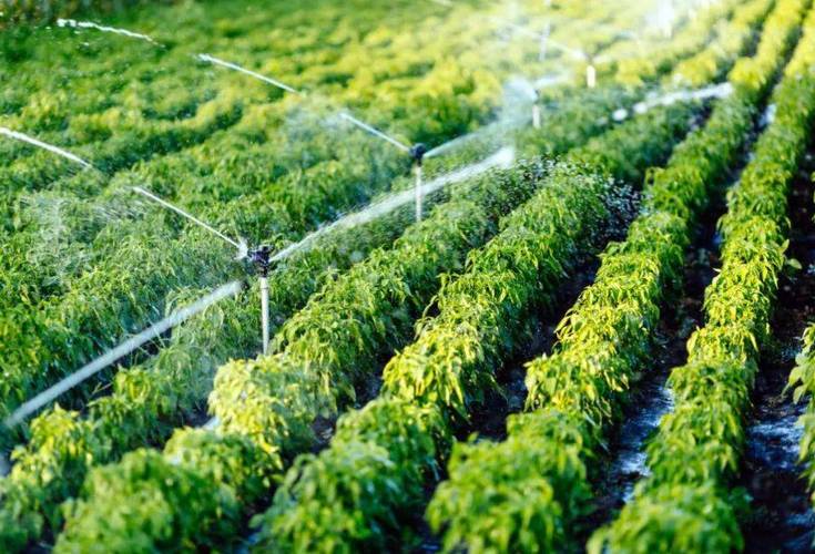 歸農商城 以庭院經濟為橋，連接家庭與市場的綠色田園