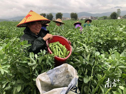 廣東始興 多措并舉穩供保產，筑牢省級“菜籃子”基地縣根基
