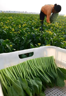 河南 科技賦能水產養殖，農產品流通跑出加速度